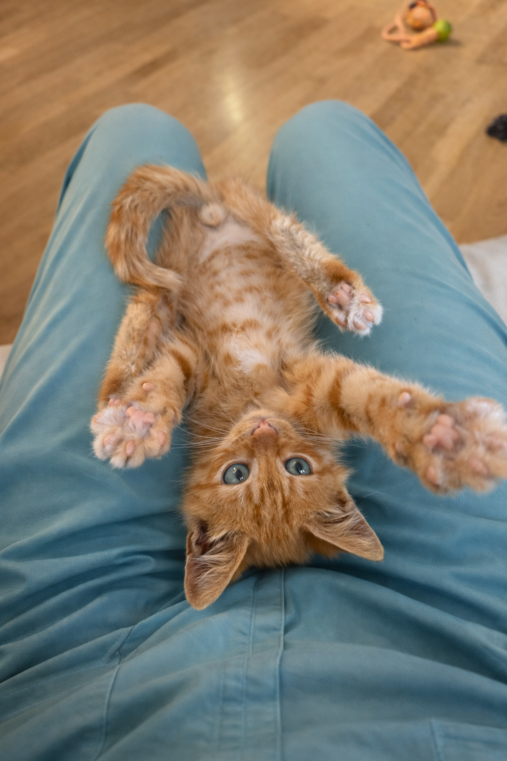 Кастрація тварин — безпечна процедура в клініці Kizuna