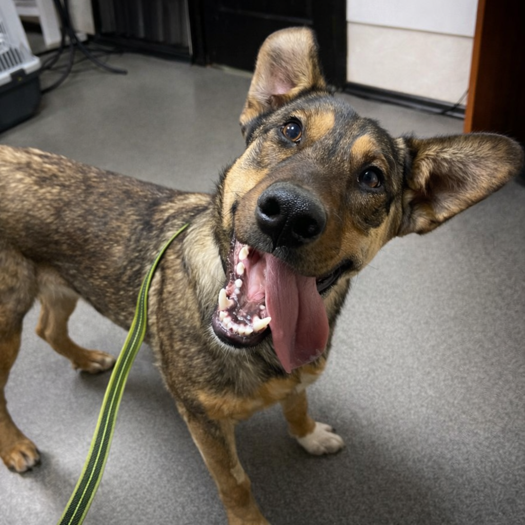 Собака з червоними вухами — симптом отиту у собак