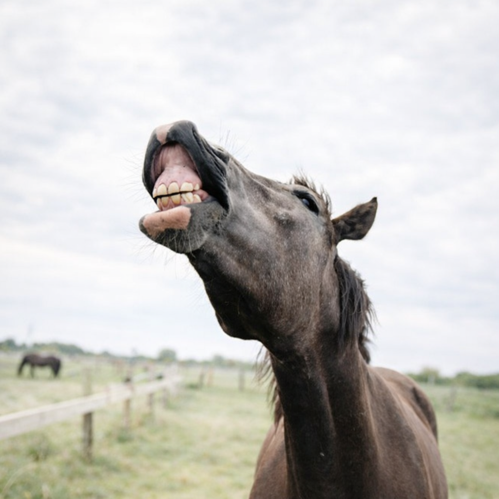 Кінь після чистки зубів ультразвуком у ветклініці